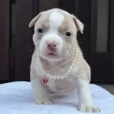 アメリカンブリー