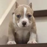 アメリカンブリー