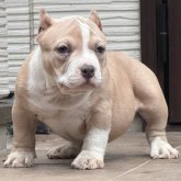 アメリカンブリー