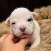 アメリカンブリー