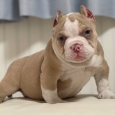 アメリカンブリー