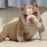 アメリカンブリー