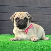 パグ