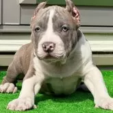 アメリカンブリー【香川県・男の子・2024年12月7日・ブルーブリンドル&ホワイト】の写真1