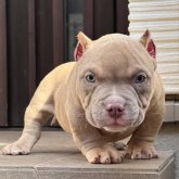 アメリカンブリー