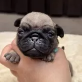 パグ