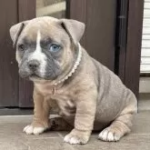 アメリカンブリー【香川県・女の子・2025年9月27日・トライカラー】の写真1