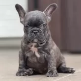 フレンチブルドッグ
