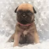 パグ