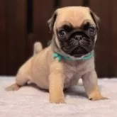 パグ