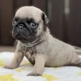 パグ