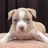 アメリカンブリー