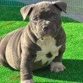 アメリカンブリー