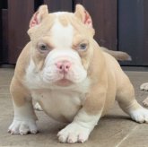 アメリカンブリー