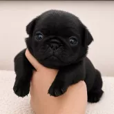 パグ