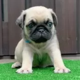パグ