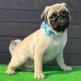 パグ