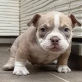 アメリカンブリー【香川県・男の子・2025年9月23日・ライラックタン&ホワイト】の写真3