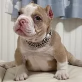 アメリカンブリー【香川県・男の子・2025年9月23日・ライラックタン&ホワイト】の写真3