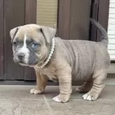 アメリカンブリー【香川県・女の子・2025年9月27日・トライカラー】の写真3