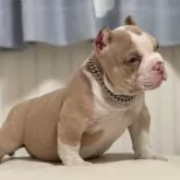 アメリカンブリー【香川県・男の子・2025年9月23日・ライラックタン&ホワイト】の写真4