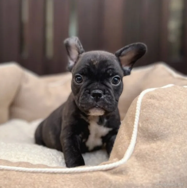 ID:2301-02374の子犬