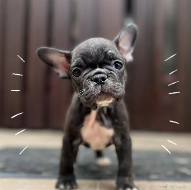 ID:2206-02860の子犬