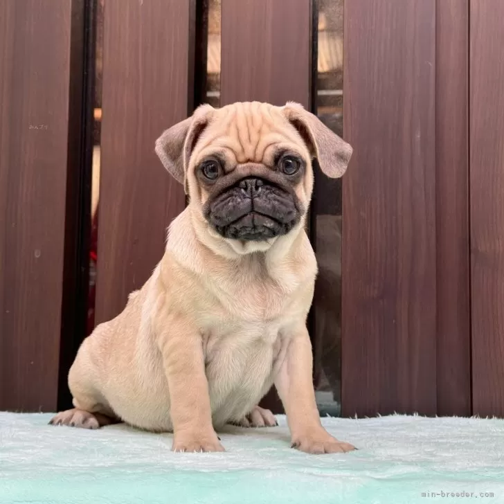 M.A 様のお迎えした子犬