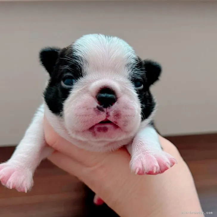 ID:2301-03558の子犬