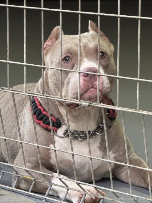 アメリカンブリー【・女の子・2020年8月5日・ライラックタン】