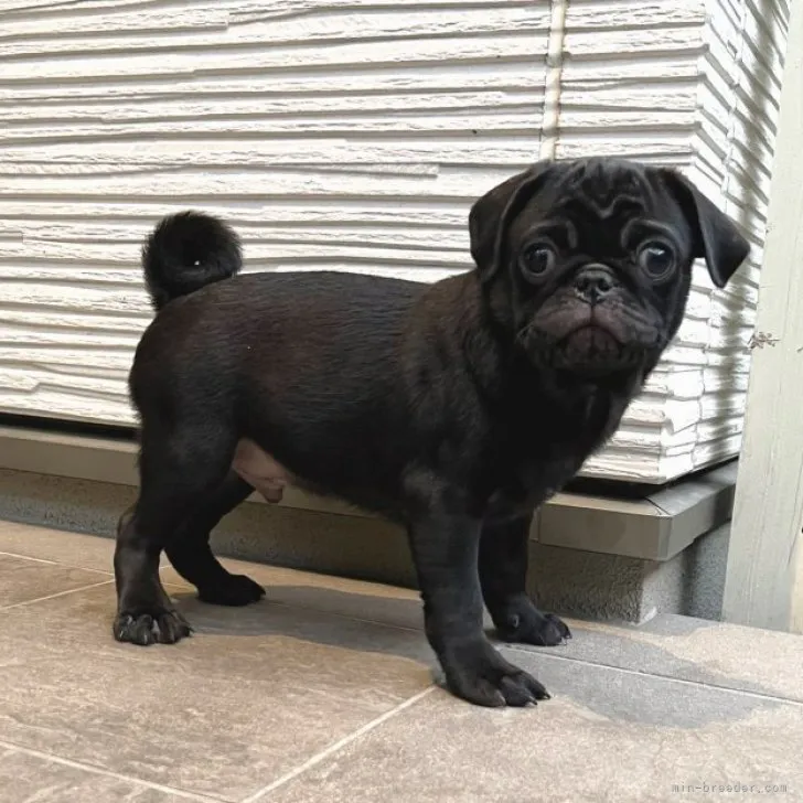 ID：2304-01940の子犬