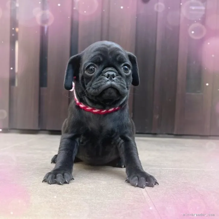 ID:2303-01609の子犬