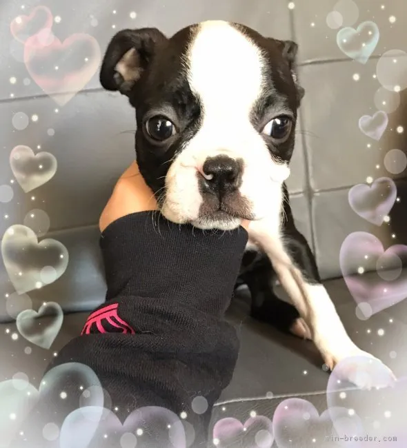 ID:1810-02214の子犬