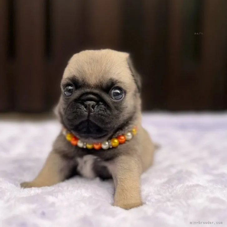 ID:2310-05014の子犬