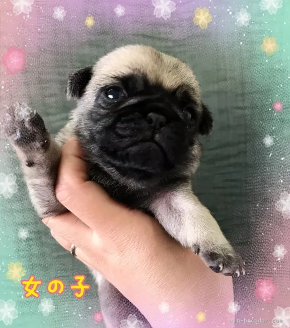 ID:1902-01896の子犬