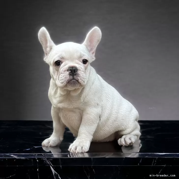 ID:2402-06500の子犬