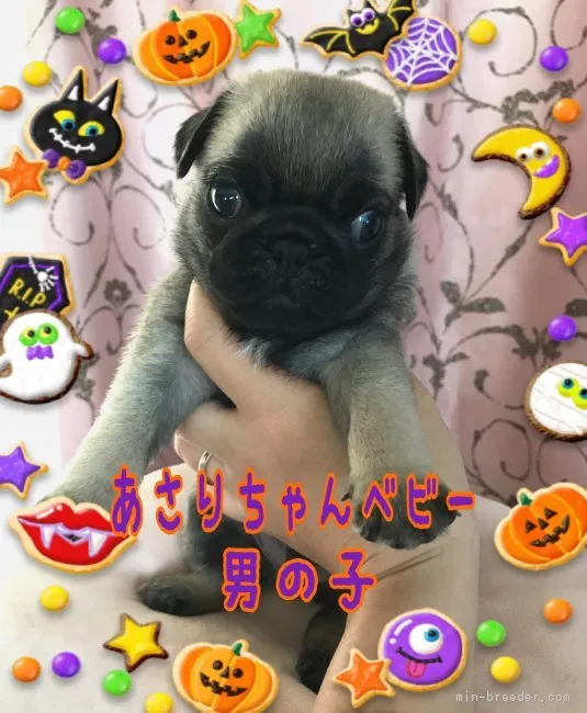 ID：1809-01496の子犬