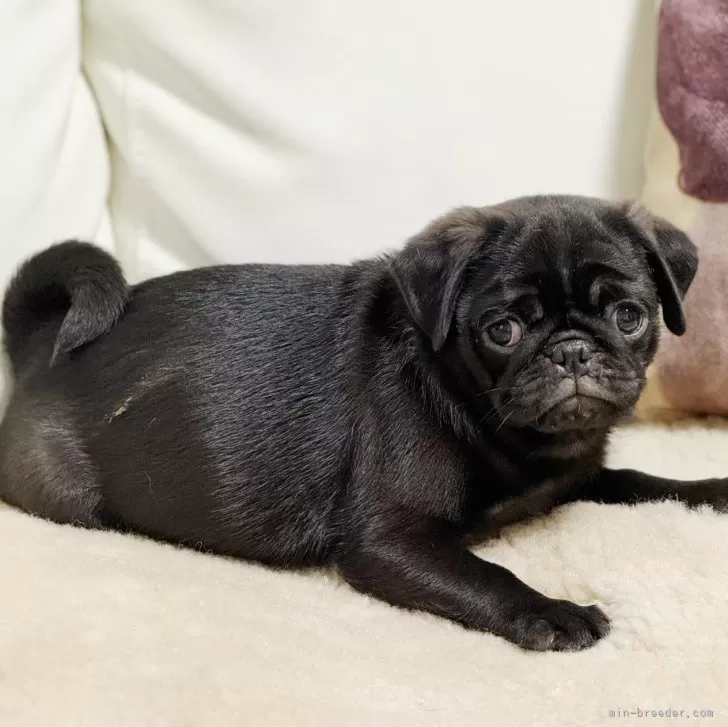 ID：2311-05333の子犬