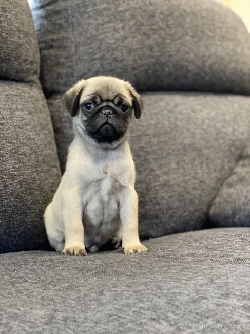 ID：2010-02506の子犬