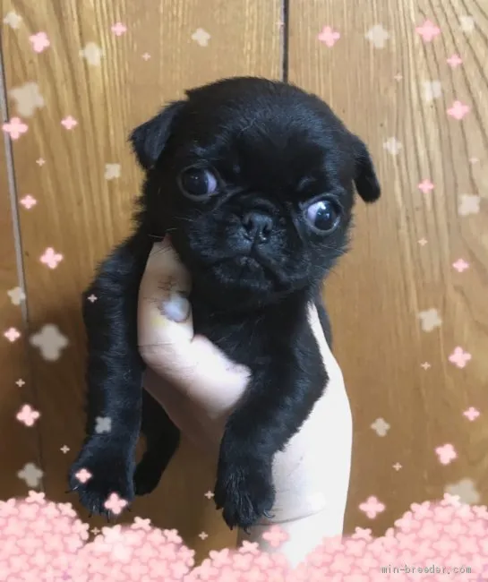 ID：1903-02750の子犬