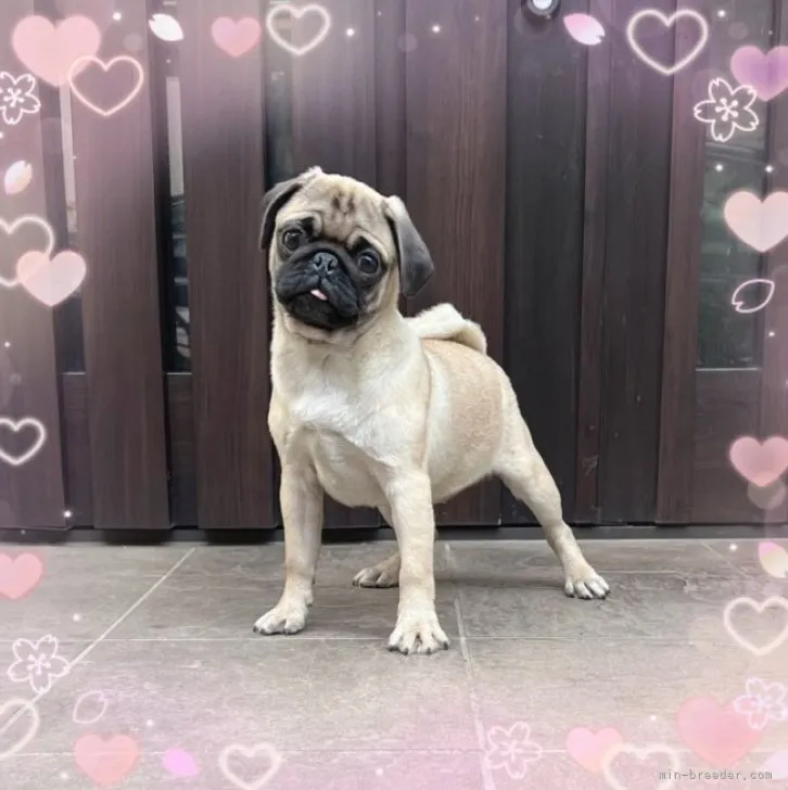 ID:2212-03392の子犬