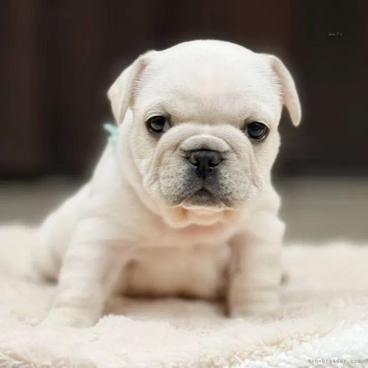 ID:2402-06502の子犬
