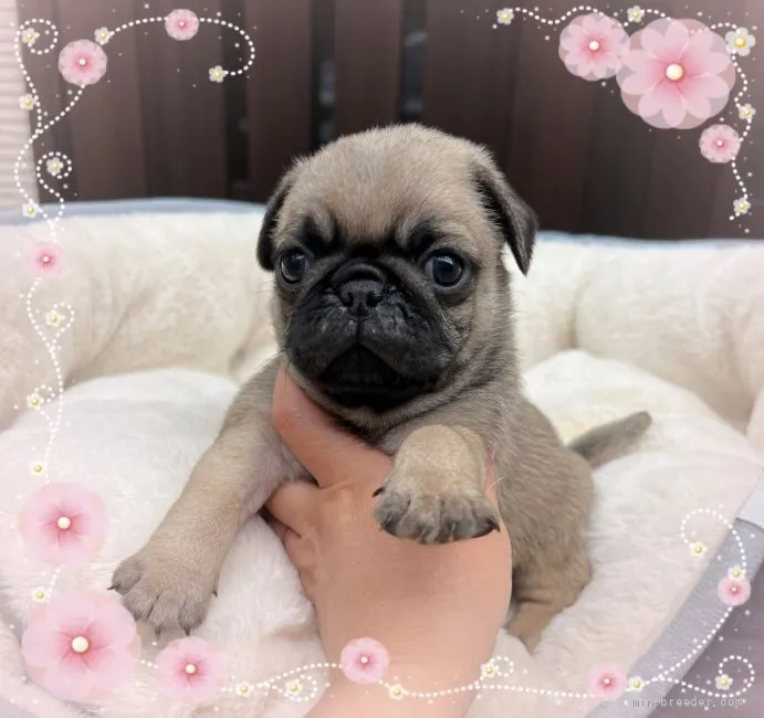 ID：2204-02895の子犬