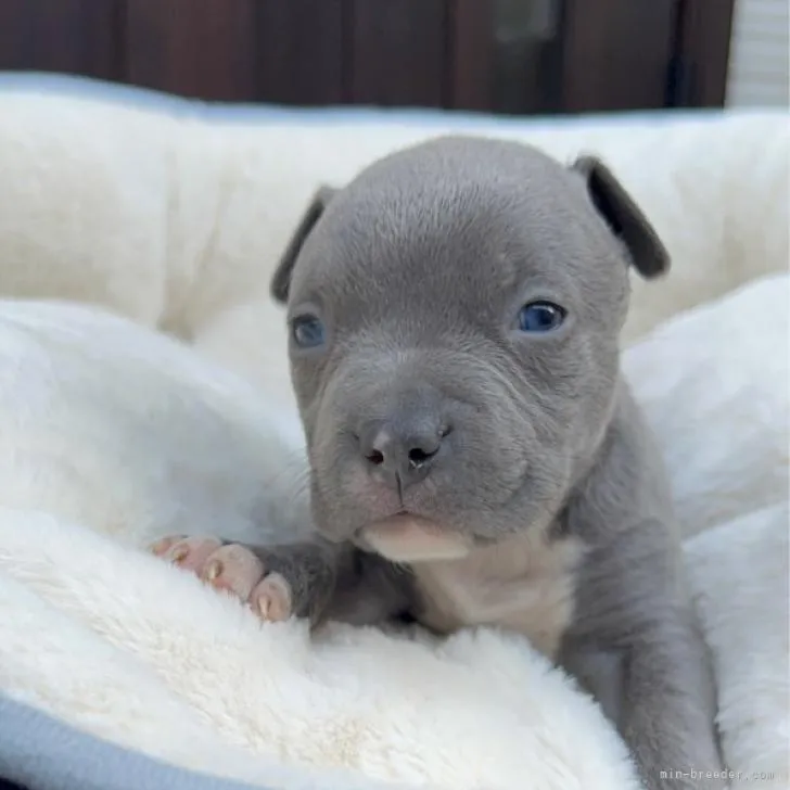 ID:2301-00494の子犬