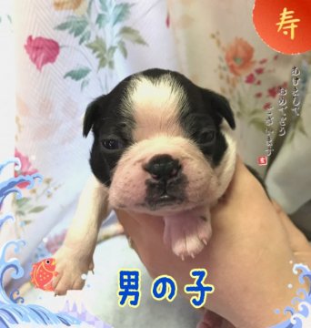 ボストンテリア【香川県・男の子・2018年12月15日・ボストンカラー】の写真「ムッチリ感がたまりません！！」