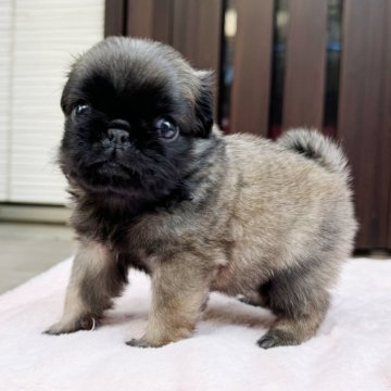 パグ【香川県・女の子・2024年9月7日・フォーン】の写真「ロング毛になります！」