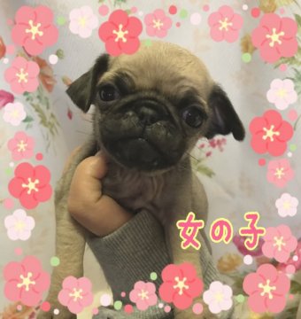 パグ【香川県・女の子・2018年11月25日・フォーン】の写真「優しいお顔❤️✨」