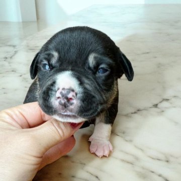 アメリカンブリー【香川県・男の子・2024年8月31日・ブラックタン&ホワイト【トライカラー】】の写真「レアカラー爆誕✨✨」