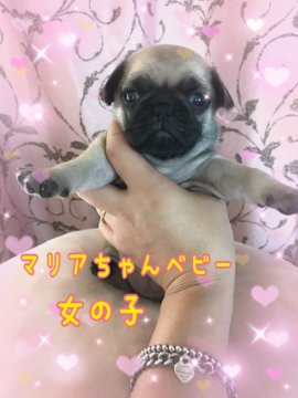 パグ【香川県・女の子・2018年8月15日・フォーン】の写真「可愛い💖」