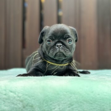パグ【香川県・男の子・2024年8月5日・ブラック】の写真「素敵なご家族様からのお迎えお待ちしております💕」